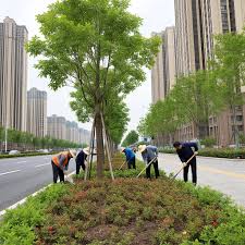 世界杯官网 宜都城市道路绿化树种